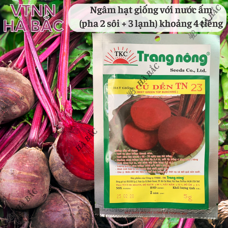 Củ Dền TN23 Trang Nông (5gram), hạt giống nảy mầm tốt, năng suất cao, trông quanh năm - Hạt giống Hà Bắc