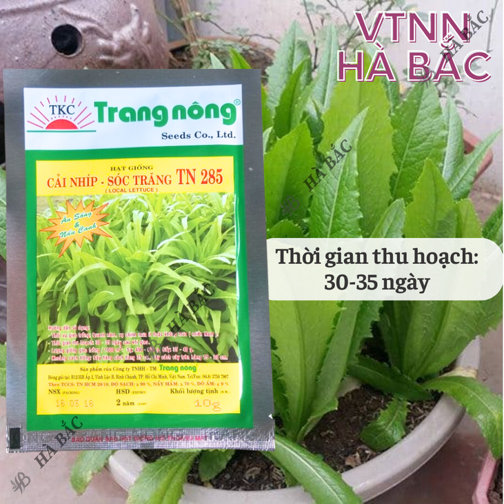 Cải Nhíp Sóc Trăng TN285 Trang Nông (10gram), hạt giống nảy mầm tốt, năng suất cao, trông quanh năm - Hạt giống Hà Bắc