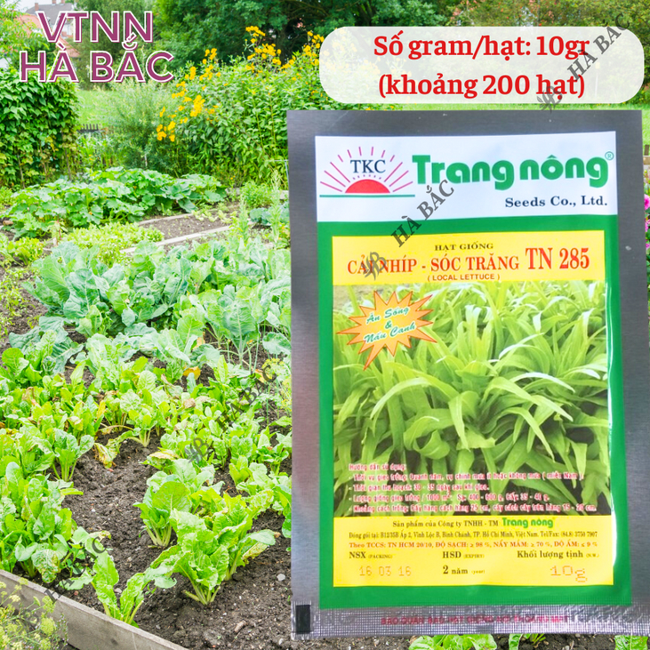 Cải Nhíp Sóc Trăng TN285 Trang Nông (10gram), hạt giống nảy mầm tốt, năng suất cao, trông quanh năm - Hạt giống Hà Bắc