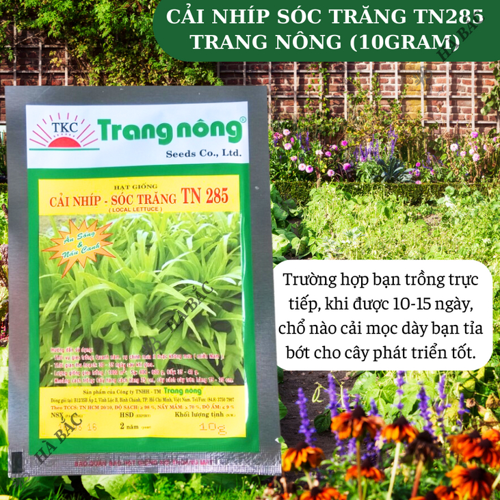 Cải Nhíp Sóc Trăng TN285 Trang Nông (10gram), hạt giống nảy mầm tốt, năng suất cao, trông quanh năm - Hạt giống Hà Bắc