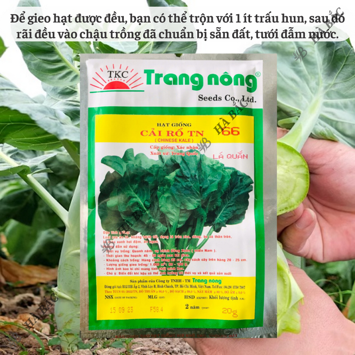 Cải Rổ TN66 Trang Nông (20gram), hạt giống nảy mầm tốt, năng suất cao, trông quanh năm - Hạt giống Hà Bắc