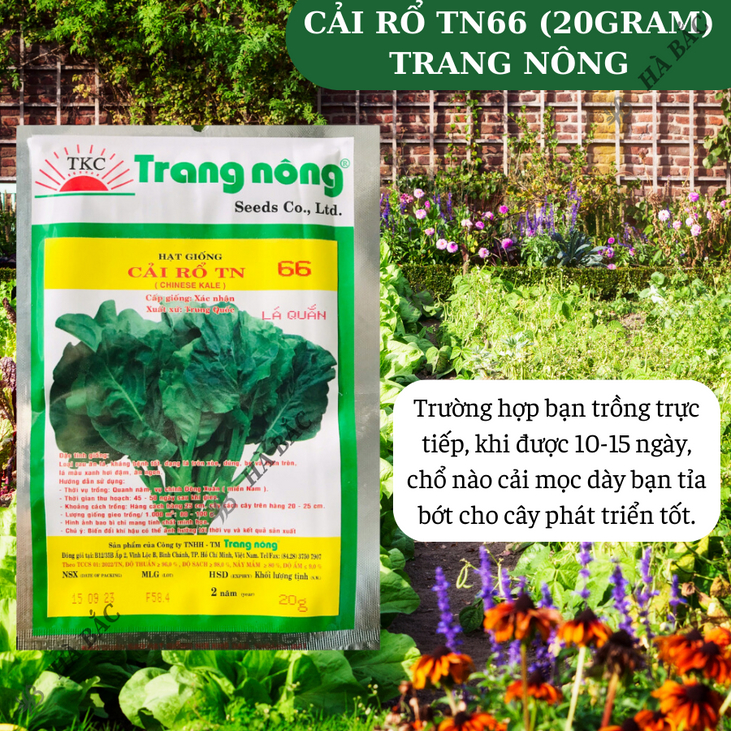 Cải Rổ TN66 Trang Nông (20gram), hạt giống nảy mầm tốt, năng suất cao, trông quanh năm - Hạt giống Hà Bắc