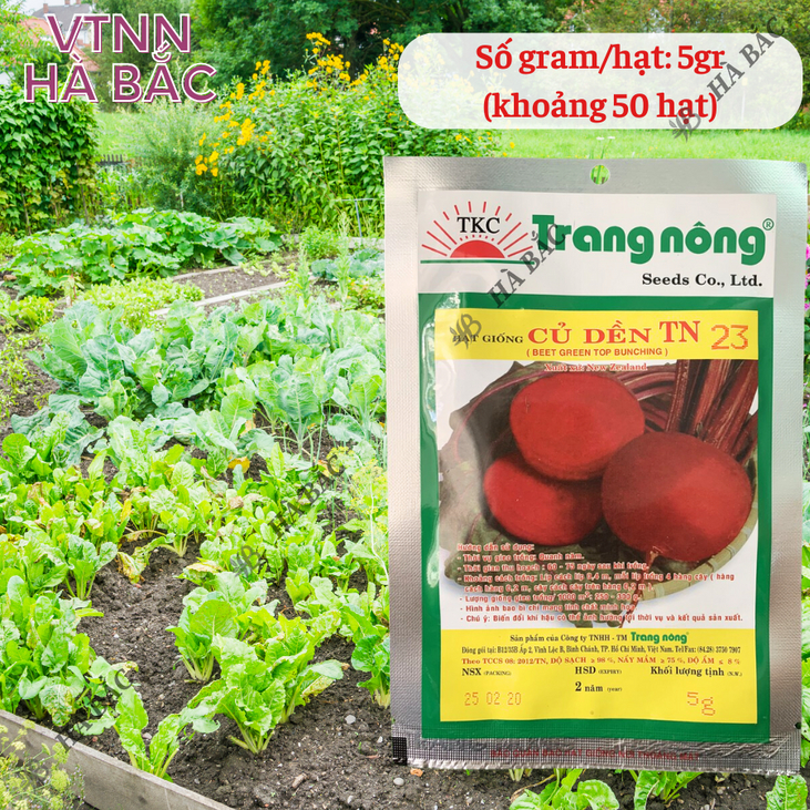 Củ Dền TN23 Trang Nông (5gram), hạt giống nảy mầm tốt, năng suất cao, trông quanh năm - Hạt giống Hà Bắc