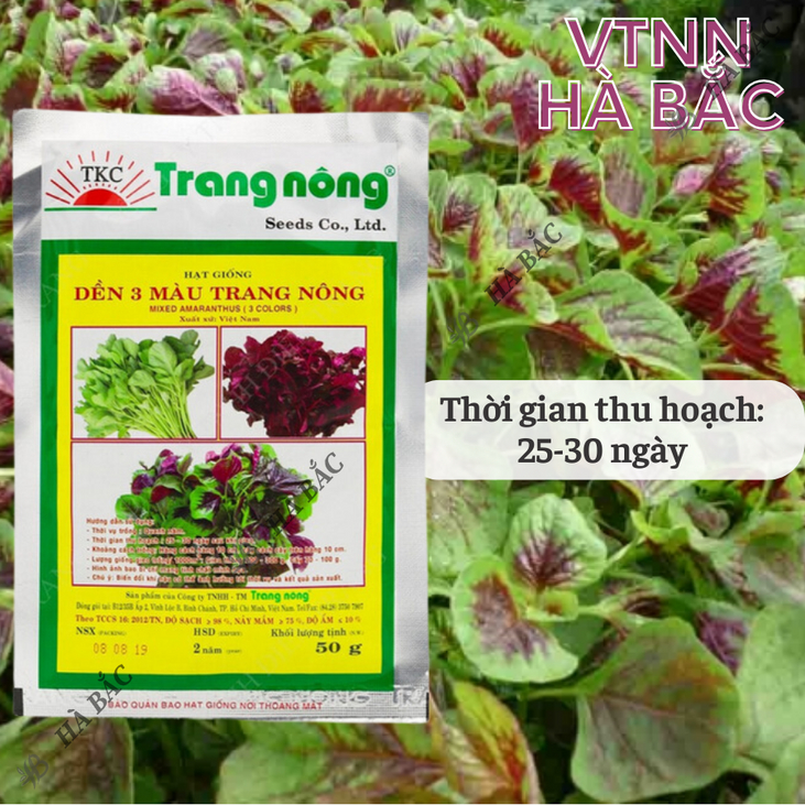 Dền 3 Màu Trang Nông (50gram), hạt giống nảy mầm tốt, năng suất cao, trông quanh năm - Hạt giống Hà Bắc