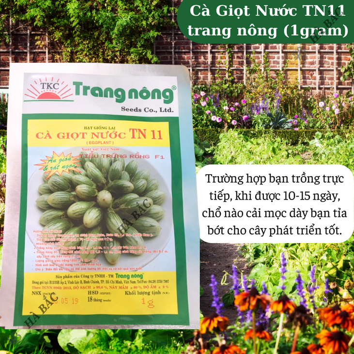 Cà Giọt Nước TN11 Trang Nông (1gram), hạt giống nảy mầm tốt, năng suất cao, trông quanh năm - Hạt giống Hà Bắc