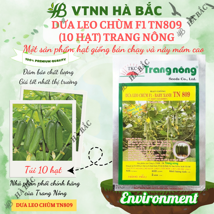 Dưa Leo Chùm F1 TN809 Trang Nông (10 hạt), hạt giống nảy mầm tốt, năng suất cao, trông quanh năm - Hạt giống Hà Bắc