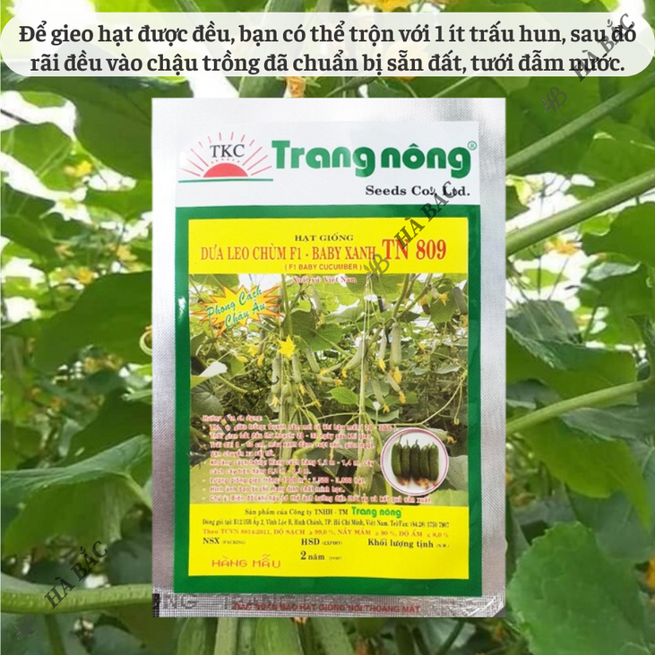 Dưa Leo Chùm F1 TN809 Trang Nông (10 hạt), hạt giống nảy mầm tốt, năng suất cao, trông quanh năm - Hạt giống Hà Bắc