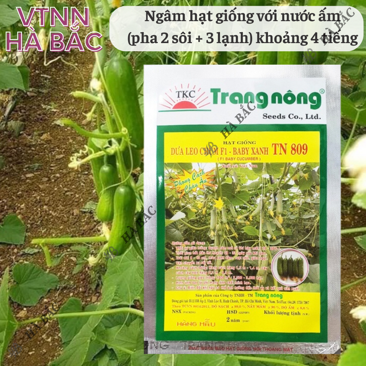 Dưa Leo Chùm F1 TN809 Trang Nông (10 hạt), hạt giống nảy mầm tốt, năng suất cao, trông quanh năm - Hạt giống Hà Bắc