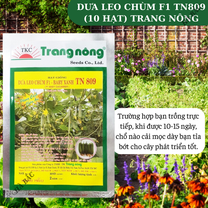 Dưa Leo Chùm F1 TN809 Trang Nông (10 hạt), hạt giống nảy mầm tốt, năng suất cao, trông quanh năm - Hạt giống Hà Bắc