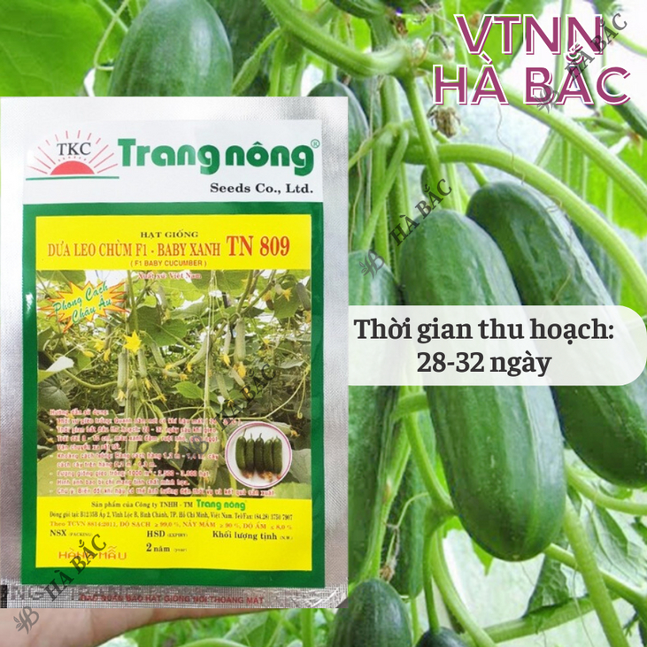Dưa Leo Chùm F1 TN809 Trang Nông (10 hạt), hạt giống nảy mầm tốt, năng suất cao, trông quanh năm - Hạt giống Hà Bắc