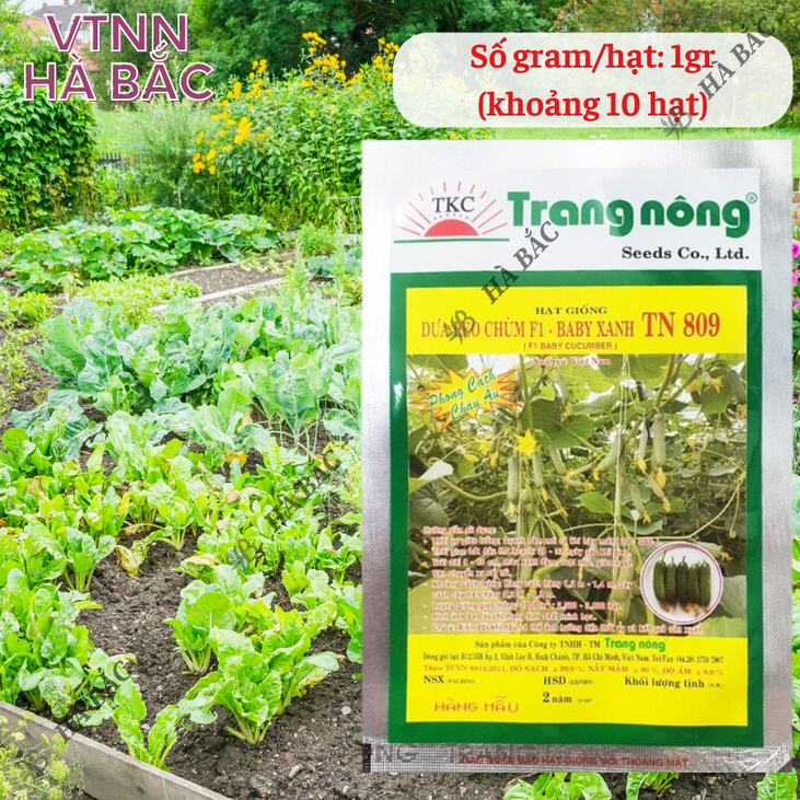 Dưa Leo Chùm F1 TN809 Trang Nông (10 hạt), hạt giống nảy mầm tốt, năng suất cao, trông quanh năm - Hạt giống Hà Bắc