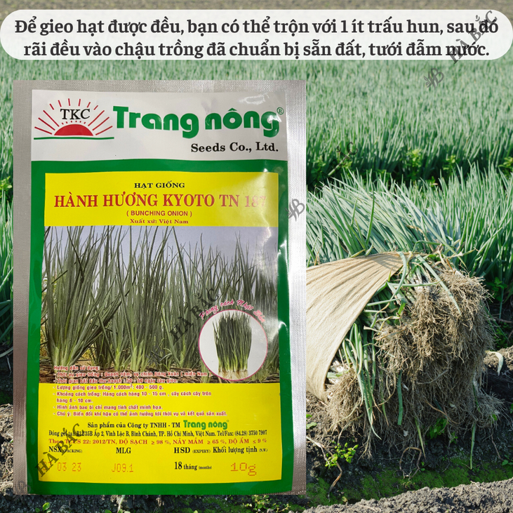 Hành Hương Kyoto TN187 Trang Nông (2gr/10gr), hạt giống nảy mầm tốt, năng suất cao, trông quanh năm - Hạt giống Hà Bắc