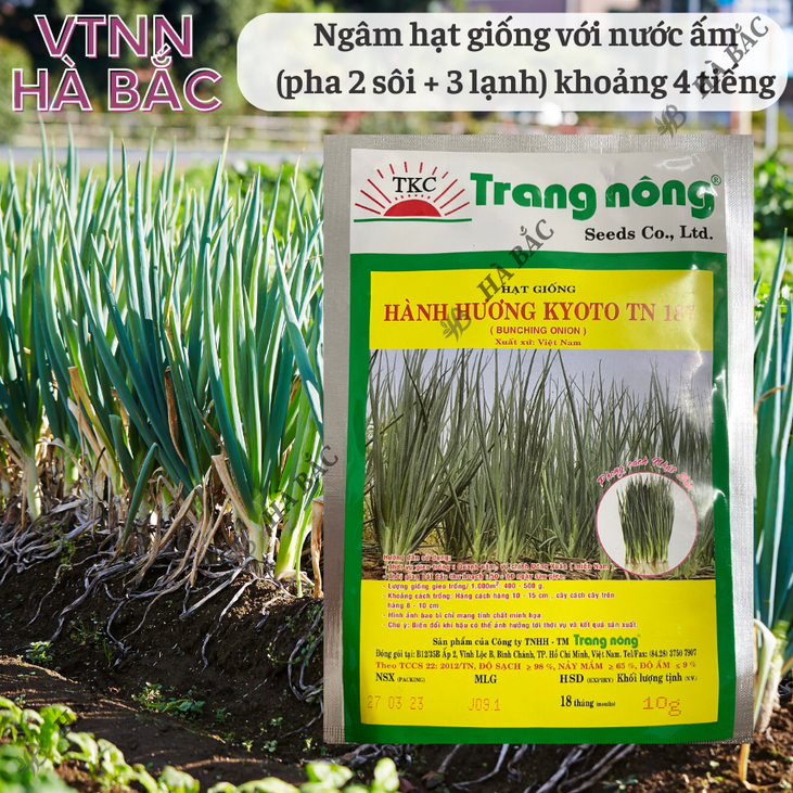 Hành Hương Kyoto TN187 Trang Nông (2gr/10gr), hạt giống nảy mầm tốt, năng suất cao, trông quanh năm - Hạt giống Hà Bắc