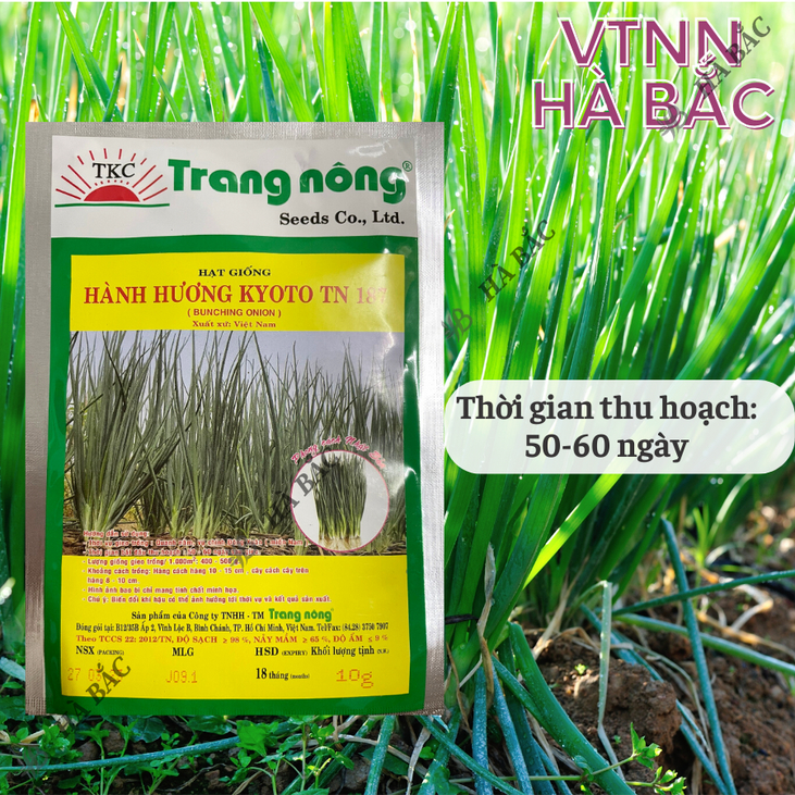 Hành Hương Kyoto TN187 Trang Nông (2gr/10gr), hạt giống nảy mầm tốt, năng suất cao, trông quanh năm - Hạt giống Hà Bắc