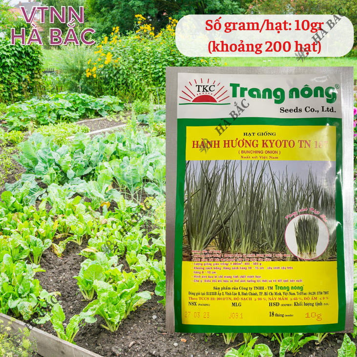 Hành Hương Kyoto TN187 Trang Nông (2gr/10gr), hạt giống nảy mầm tốt, năng suất cao, trông quanh năm - Hạt giống Hà Bắc