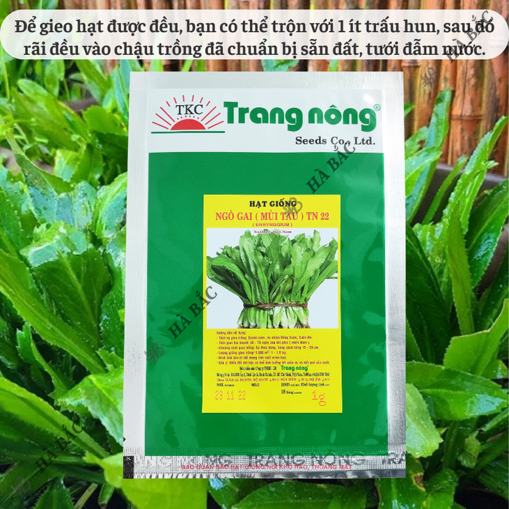 Ngò Gai (Mùi tàu) TN22 Trang Nông (1gr/20gr), hạt giống nảy mầm tốt, năng suất cao, trông quanh năm - Hạt giống Hà Bắc