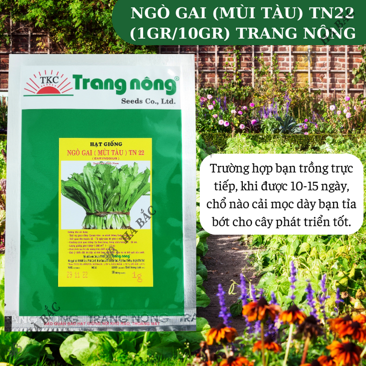 Ngò Gai (Mùi tàu) TN22 Trang Nông (1gr/20gr), hạt giống nảy mầm tốt, năng suất cao, trông quanh năm - Hạt giống Hà Bắc