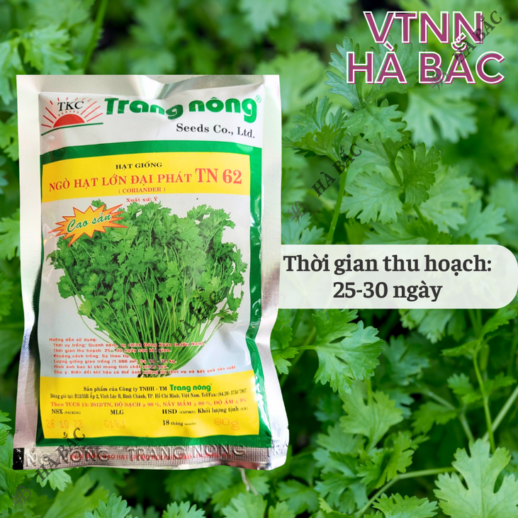 Ngò Lớn Đại Phát TN62 Trang Nông (80gram),  hạt giống nảy mầm tốt, năng suất cao, trông quanh năm - Hạt giống Hà Bắc
