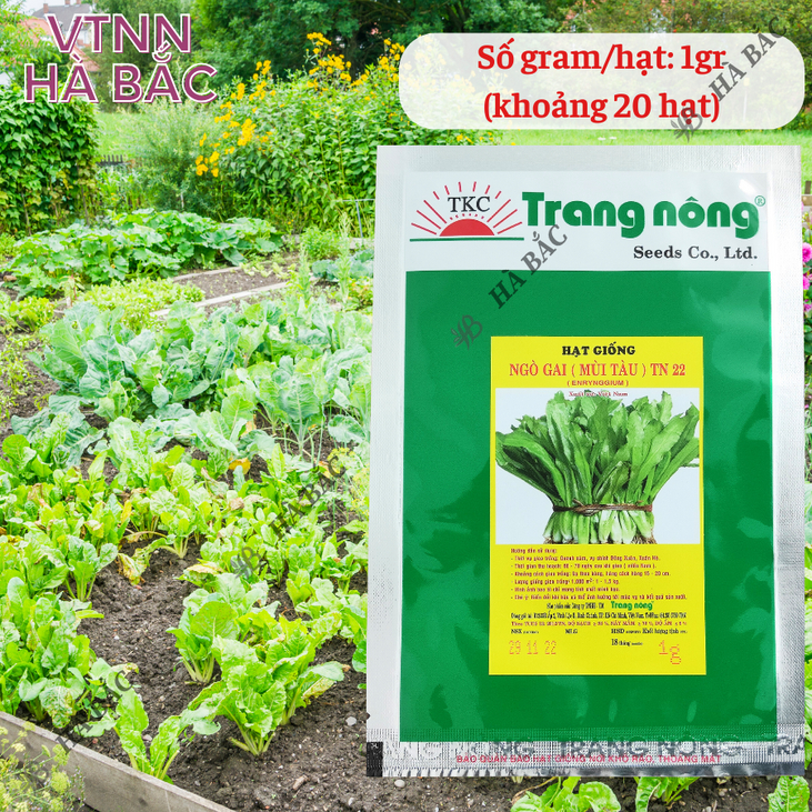 Ngò Gai (Mùi tàu) TN22 Trang Nông (1gr/20gr), hạt giống nảy mầm tốt, năng suất cao, trông quanh năm - Hạt giống Hà Bắc