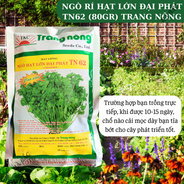 Ngò Lớn Đại Phát TN62 Trang Nông (80gram),  hạt giống nảy mầm tốt, năng suất cao, trông quanh năm - Hạt giống Hà Bắc