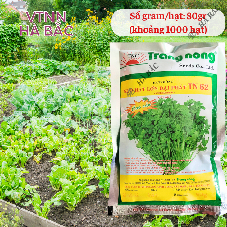 Ngò Lớn Đại Phát TN62 Trang Nông (80gram),  hạt giống nảy mầm tốt, năng suất cao, trông quanh năm - Hạt giống Hà Bắc