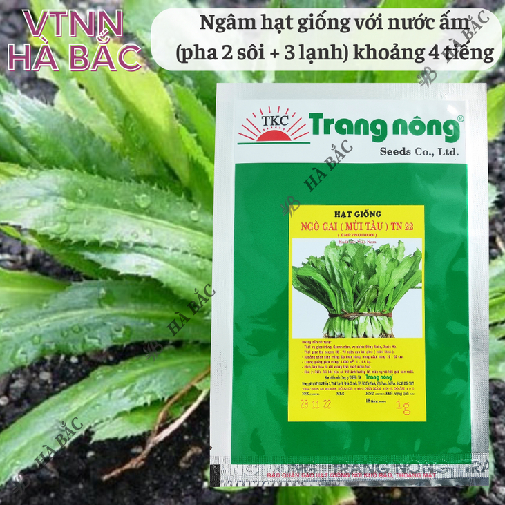 Ngò Gai (Mùi tàu) TN22 Trang Nông (1gr/20gr), hạt giống nảy mầm tốt, năng suất cao, trông quanh năm - Hạt giống Hà Bắc