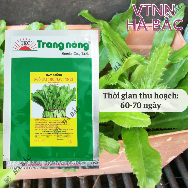 Ngò Gai (Mùi tàu) TN22 Trang Nông (1gr/20gr), hạt giống nảy mầm tốt, năng suất cao, trông quanh năm - Hạt giống Hà Bắc