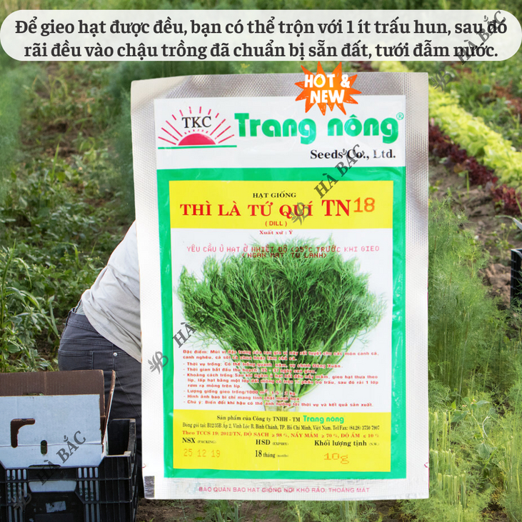 Thì Là Tứ Quý TN18 Trang Nông (10gram), hạt giống nảy mầm tốt, năng suất cao, trông quanh năm - Hạt giống Hà Bắc