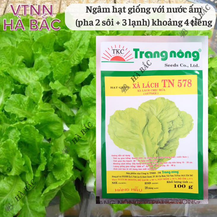 Xà Lách TN578 Trang Nông (100gr), hạt giống nảy mầm tốt, năng suất cao, trông quanh năm - Hạt giống Hà Bắc