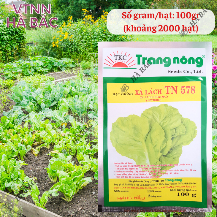 Xà Lách TN578 Trang Nông (100gr), hạt giống nảy mầm tốt, năng suất cao, trông quanh năm - Hạt giống Hà Bắc