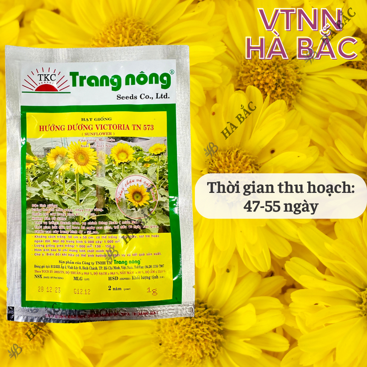 Hoa Hướng Dương Victoria TN573 - LÙN Trang Nông (1gram), hạt giống nảy mầm tốt, năng suất cao, trông quanh năm - Hà Bắc