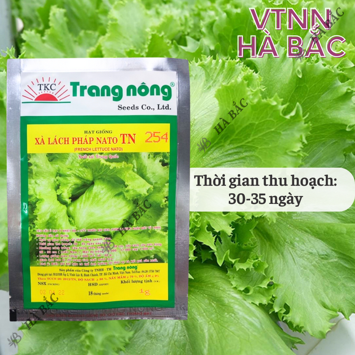 Xà Lách Pháp Nato TN254 Trang Nông (1gram), hạt giống nảy mầm tốt, năng suất cao, trông quanh năm - Hạt giống Hà Bắc