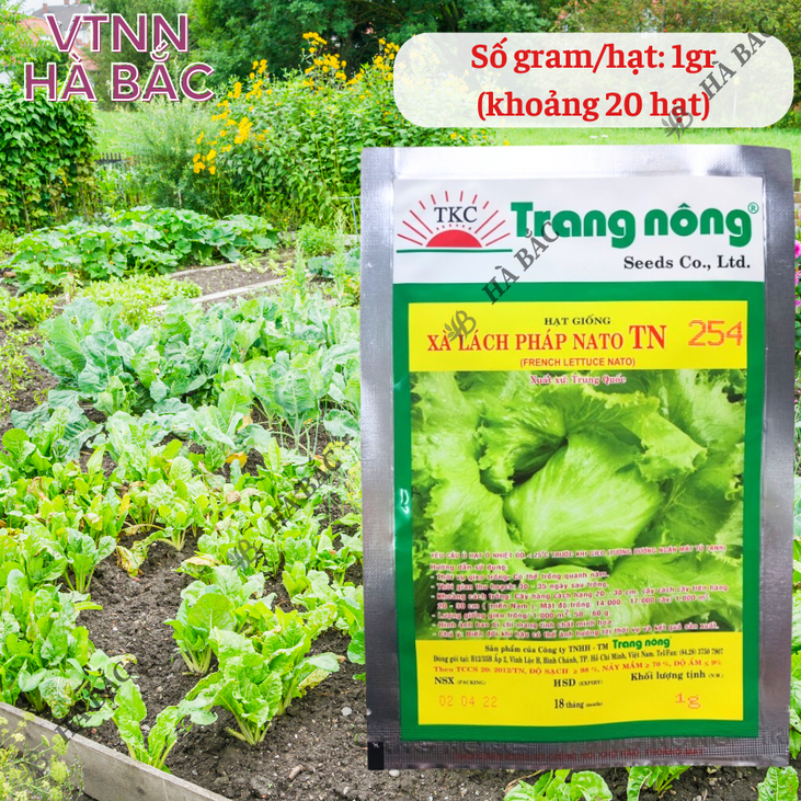 Xà Lách Pháp Nato TN254 Trang Nông (1gram), hạt giống nảy mầm tốt, năng suất cao, trông quanh năm - Hạt giống Hà Bắc