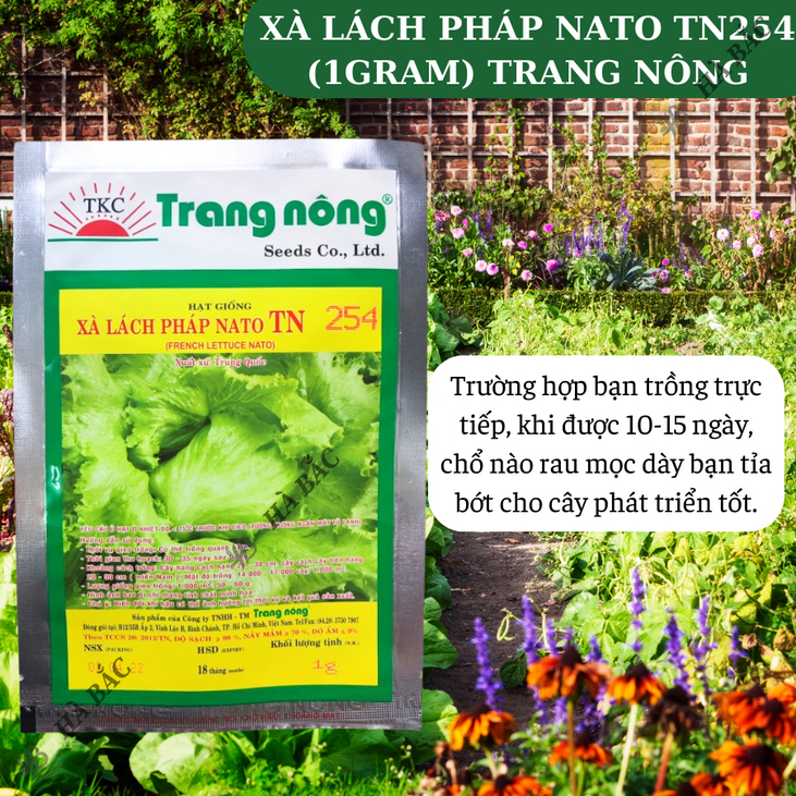 Xà Lách Pháp Nato TN254 Trang Nông (1gram), hạt giống nảy mầm tốt, năng suất cao, trông quanh năm - Hạt giống Hà Bắc