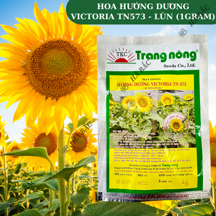 Hoa Hướng Dương Victoria TN573 - LÙN Trang Nông (1gram), hạt giống nảy mầm tốt, năng suất cao, trông quanh năm - Hà Bắc