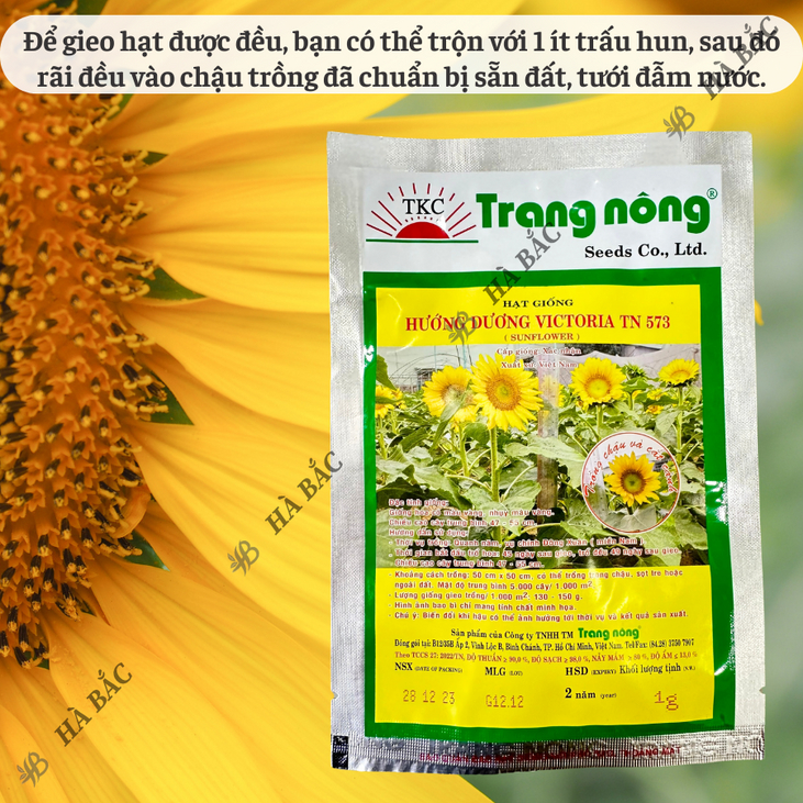 Hoa Hướng Dương Victoria TN573 - LÙN Trang Nông (1gram), hạt giống nảy mầm tốt, năng suất cao, trông quanh năm - Hà Bắc