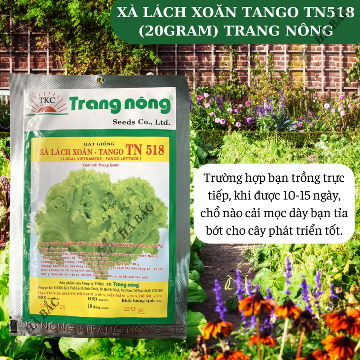 Xà Lách Xoăn Tango TN518 Trang Nông (20gram), hạt giống nảy mầm tốt, năng suất cao, trông quanh năm - Hạt giống Hà Bắc