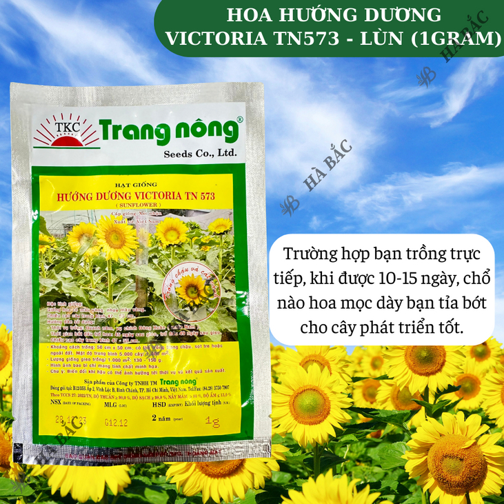 Hoa Hướng Dương Victoria TN573 - LÙN Trang Nông (1gram), hạt giống nảy mầm tốt, năng suất cao, trông quanh năm - Hà Bắc