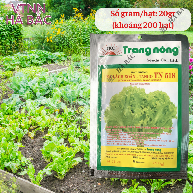 Xà Lách Xoăn Tango TN518 Trang Nông (20gram), hạt giống nảy mầm tốt, năng suất cao, trông quanh năm - Hạt giống Hà Bắc