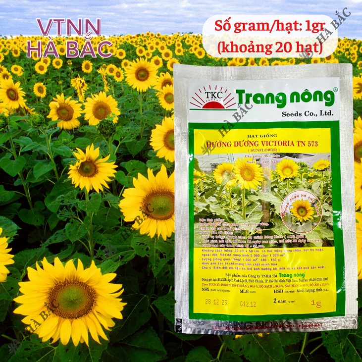 Hoa Hướng Dương Victoria TN573 - LÙN Trang Nông (1gram), hạt giống nảy mầm tốt, năng suất cao, trông quanh năm - Hà Bắc