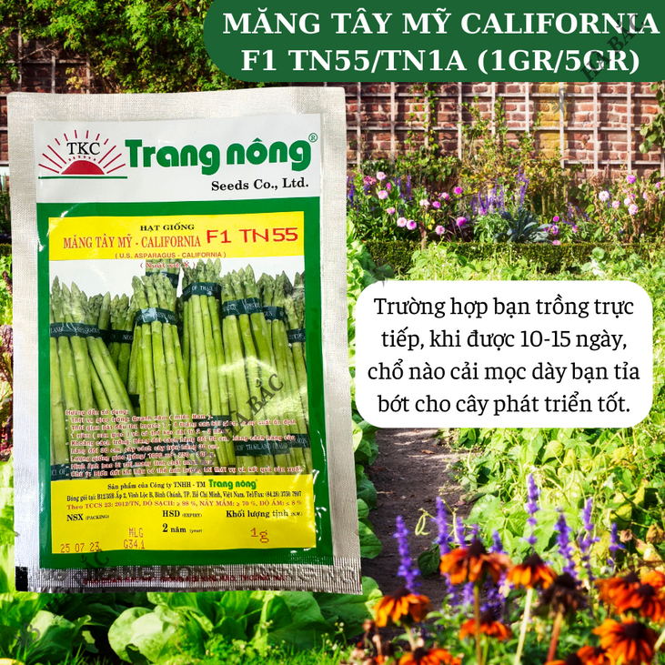 Măng Tây Mỹ California F1 TN55/TN1A Trang Nông (1gr/5gr), hạt giống nảy mầm tốt, năng suất cao, trông quanh năm