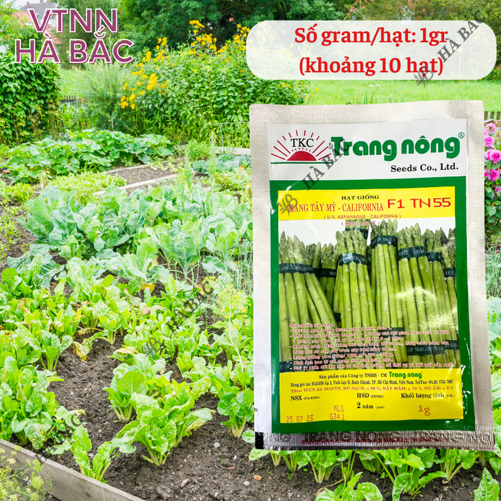 Măng Tây Mỹ California F1 TN55/TN1A Trang Nông (1gr/5gr), hạt giống nảy mầm tốt, năng suất cao, trông quanh năm