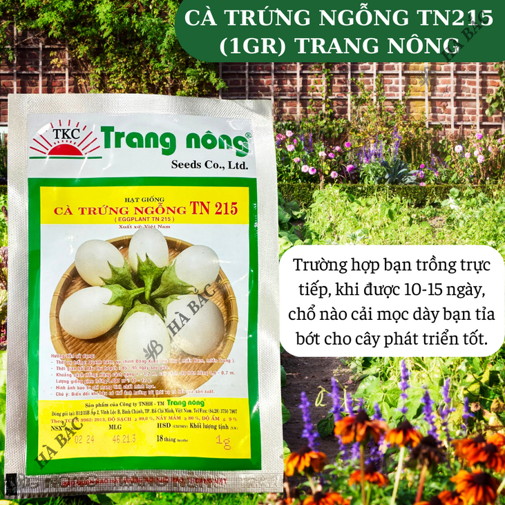Cà Trứng Ngỗng TN215 Trang Nông (1gram), hạt giống nảy mầm tốt, năng suất cao, trông quanh năm - Hạt giống Hà Bắc