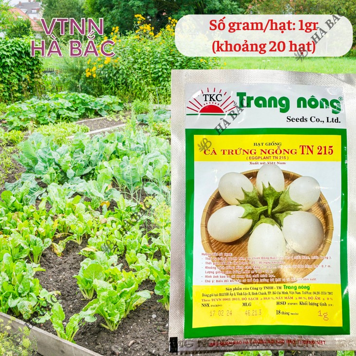 Cà Trứng Ngỗng TN215 Trang Nông (1gram), hạt giống nảy mầm tốt, năng suất cao, trông quanh năm - Hạt giống Hà Bắc