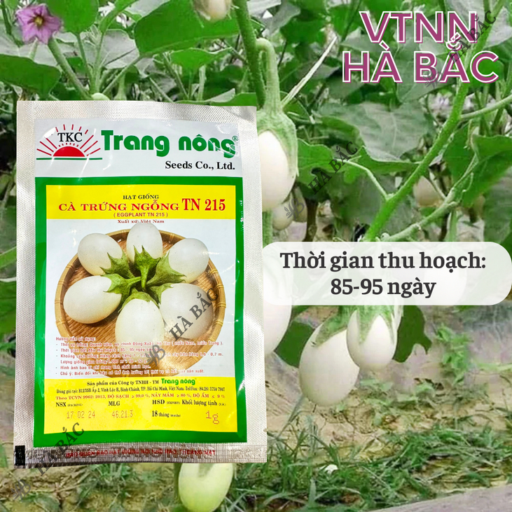 Cà Trứng Ngỗng TN215 Trang Nông (1gram), hạt giống nảy mầm tốt, năng suất cao, trông quanh năm - Hạt giống Hà Bắc