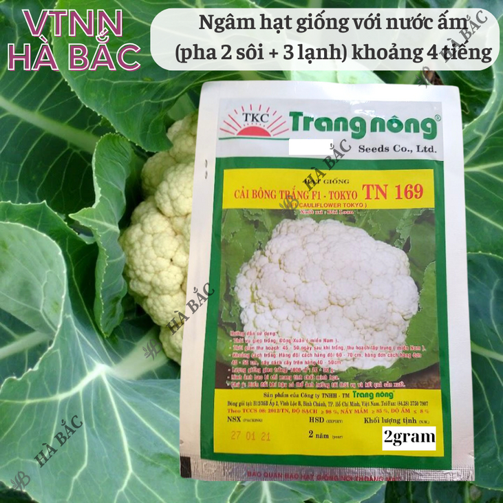 Bông Cải TRẮNG - Súp Lơ F1 Tokyo TN150 - TN169 Trang Nộng (2gr), hạt giống nảy mầm tốt, năng suất cao, trông quanh năm