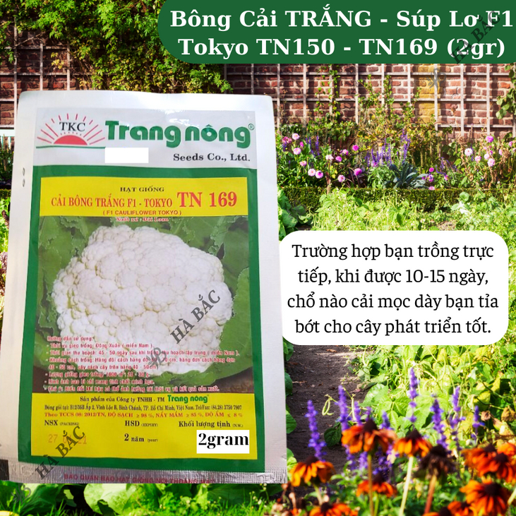 Bông Cải TRẮNG - Súp Lơ F1 Tokyo TN150 - TN169 Trang Nộng (2gr), hạt giống nảy mầm tốt, năng suất cao, trông quanh năm