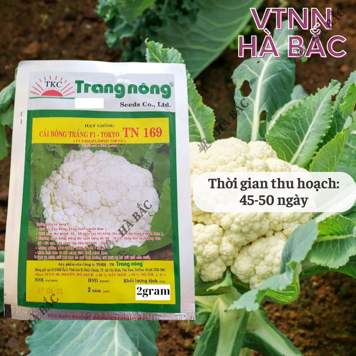 Bông Cải TRẮNG - Súp Lơ F1 Tokyo TN150 - TN169 Trang Nộng (2gr), hạt giống nảy mầm tốt, năng suất cao, trông quanh năm