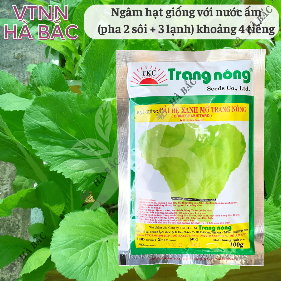 Cải Bẹ Xanh Mỡ Trang Nông (100gr), hạt giống nảy mầm tốt, năng suất cao, trông quanh năm - Hạt giống Hà Bắc