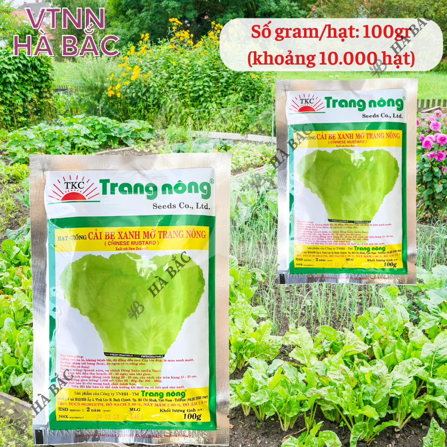 Cải Bẹ Xanh Mỡ Trang Nông (100gr), hạt giống nảy mầm tốt, năng suất cao, trông quanh năm - Hạt giống Hà Bắc